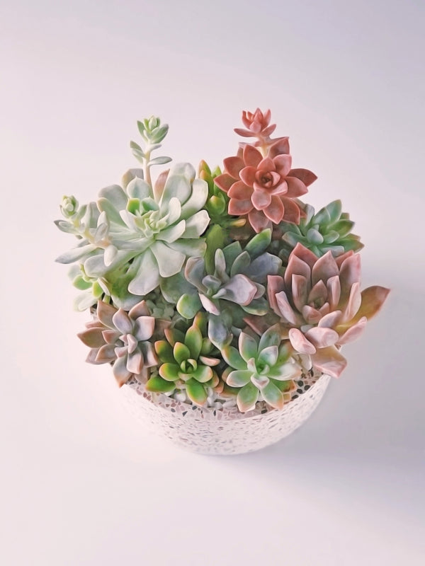 THE ZARA - Julia Rohde Designs