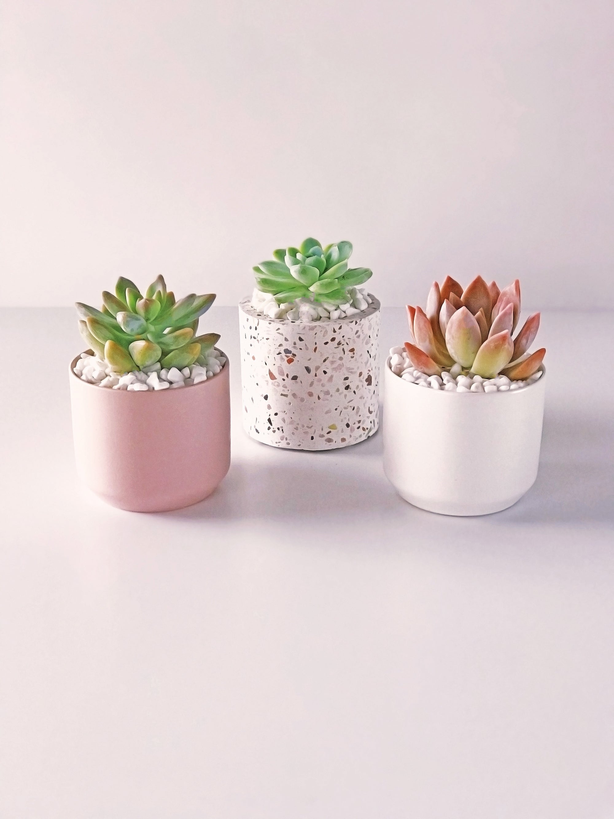 succulent trio THE TRIO